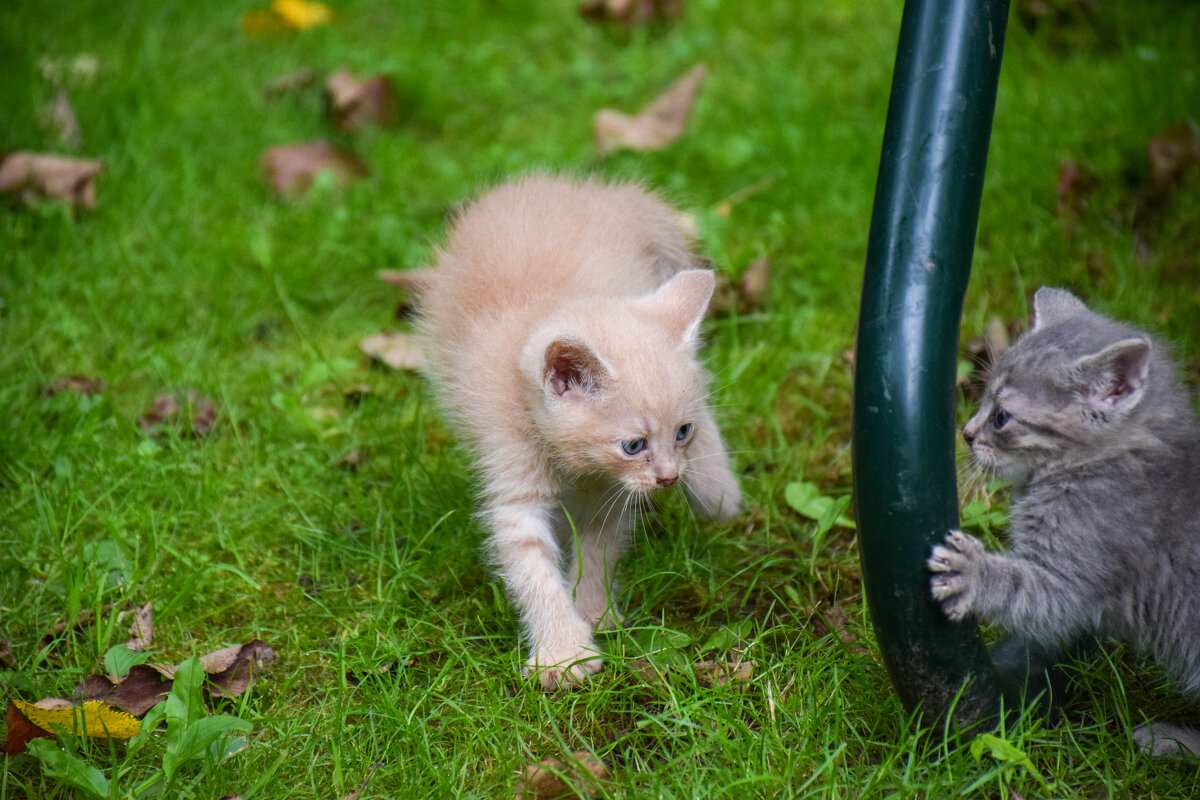 Марсик и Майя - Валюша Черкасова Марсик и Майя - Валюша Черкасова
