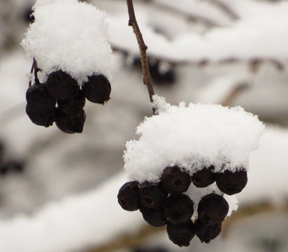 Зимняя арония - Андрей Снегерёв Зимняя арония - Андрей Снегерёв