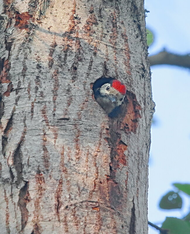 малец... - Andrey Bragin малец... - Andrey Bragin