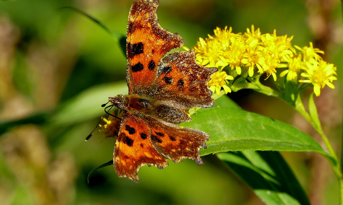 опять про бабочек...518 - Александр Прокудин опять про бабочек...518 - Александр Прокудин