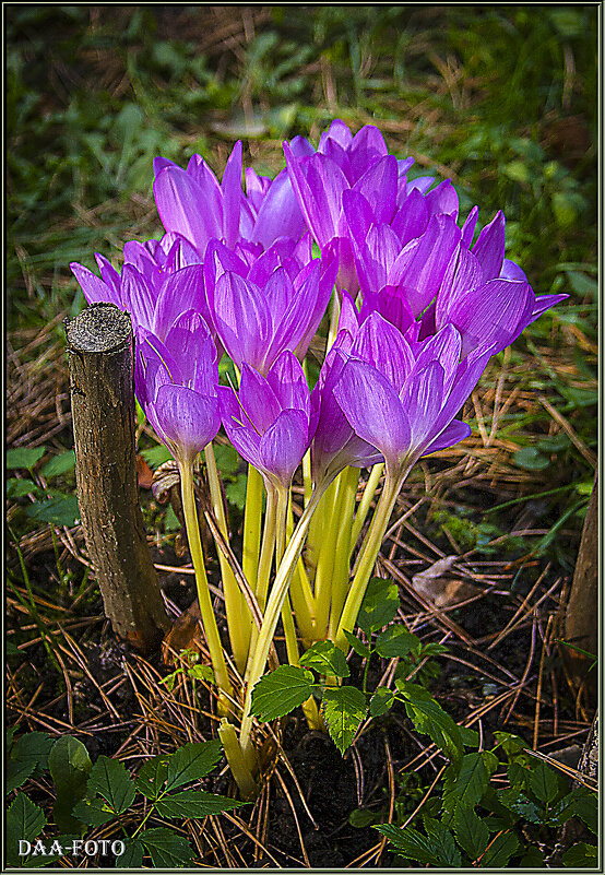 БЕЗВРЕМНННИК, - Александр Дмитриев