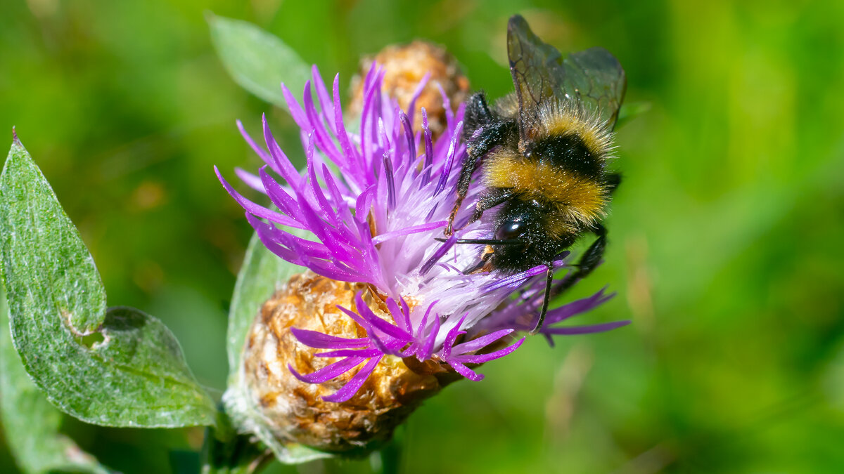 Летнее макро - Владимир Лазарев Летнее макро - Владимир Лазарев