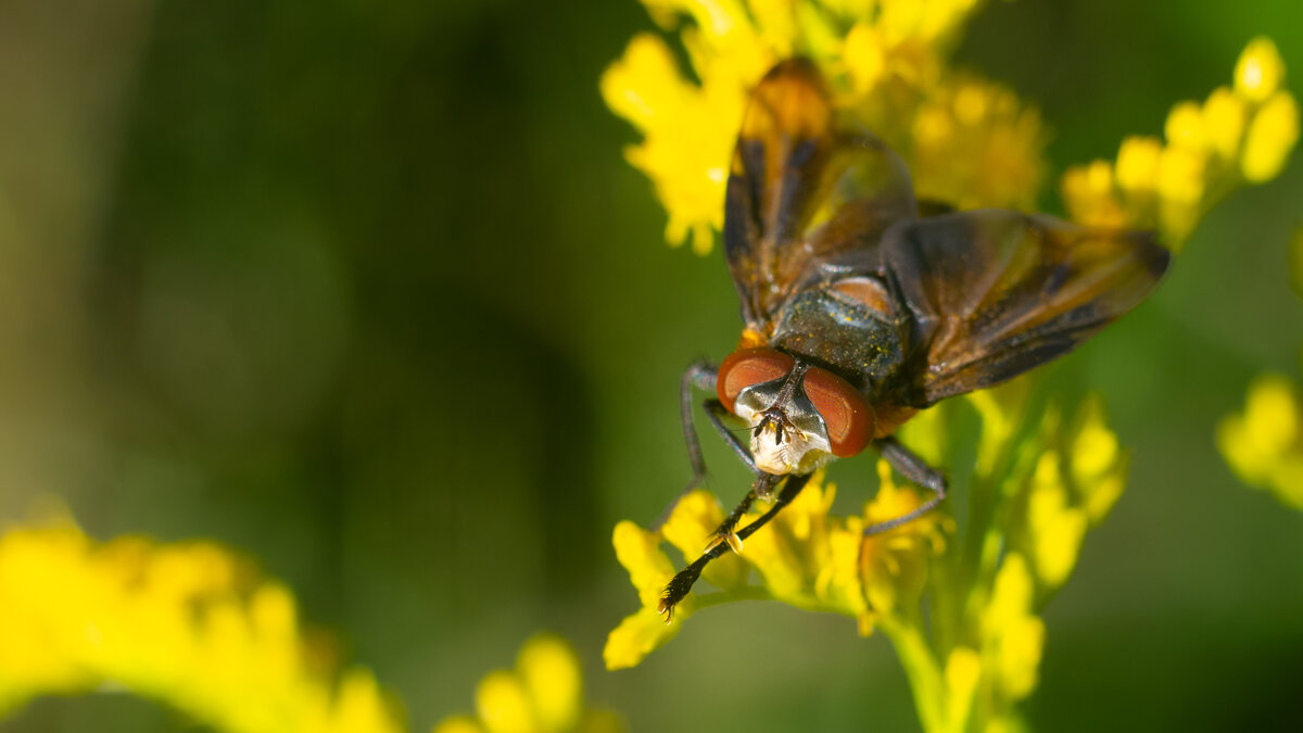 Летнее макро - Владимир Лазарев