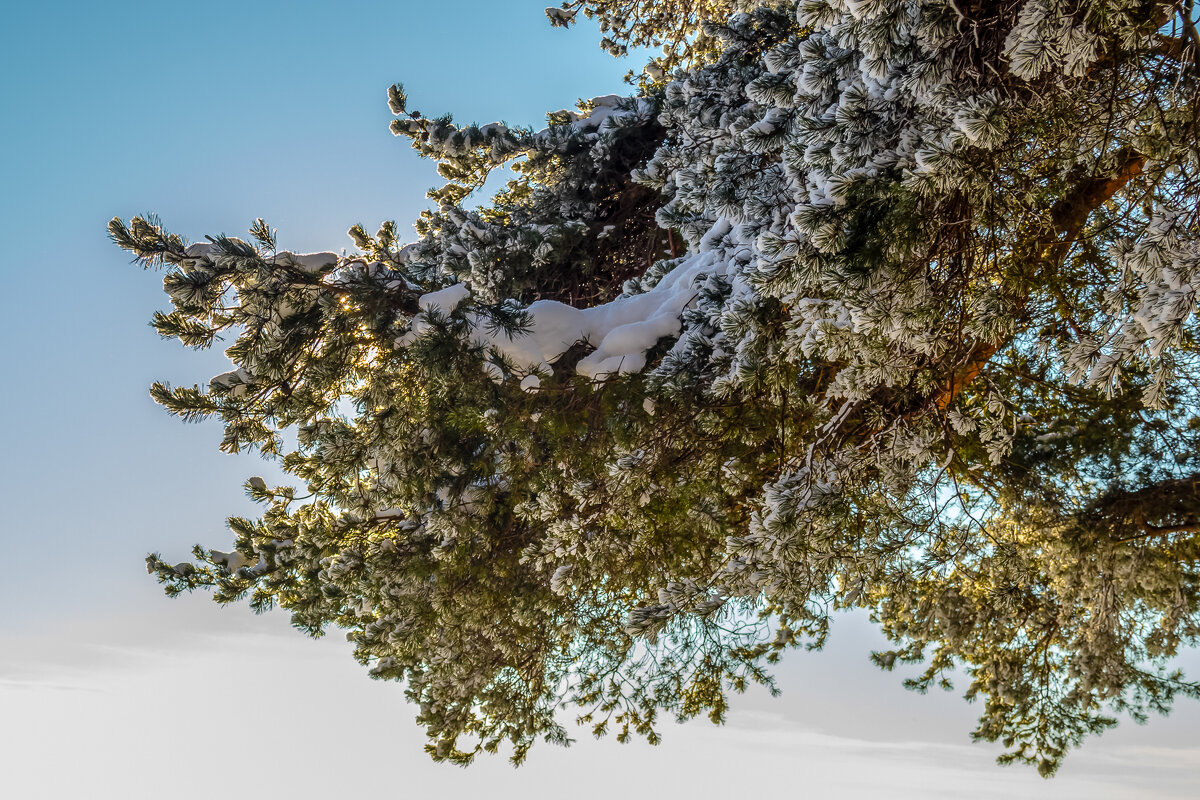 Сосна принарядилась, как на фотосессию. - Игорь Викторов