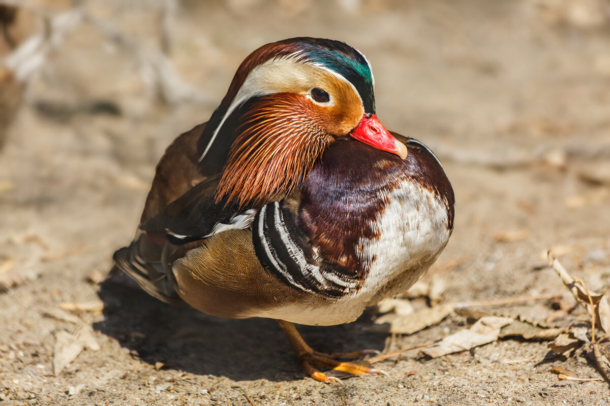 Каролинка - SanSan 