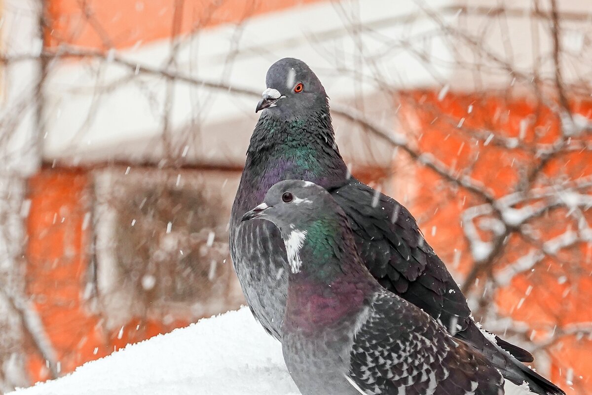 Ах, ты прелесть чёрноокая! - Валерий Иванович
