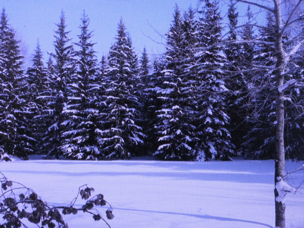 Красивые ёлочки - Людмила Смородинская