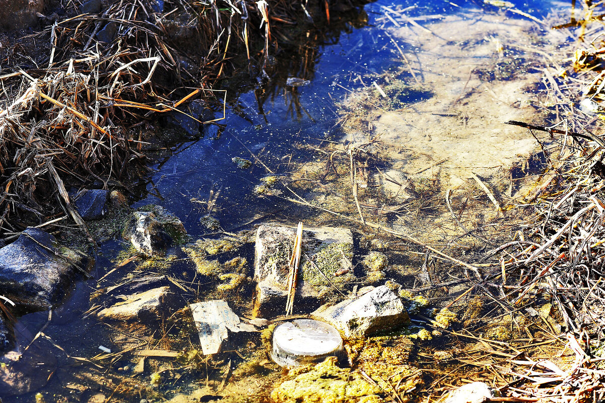 здесь купаются пёсики - Юрий Гайворонскiий