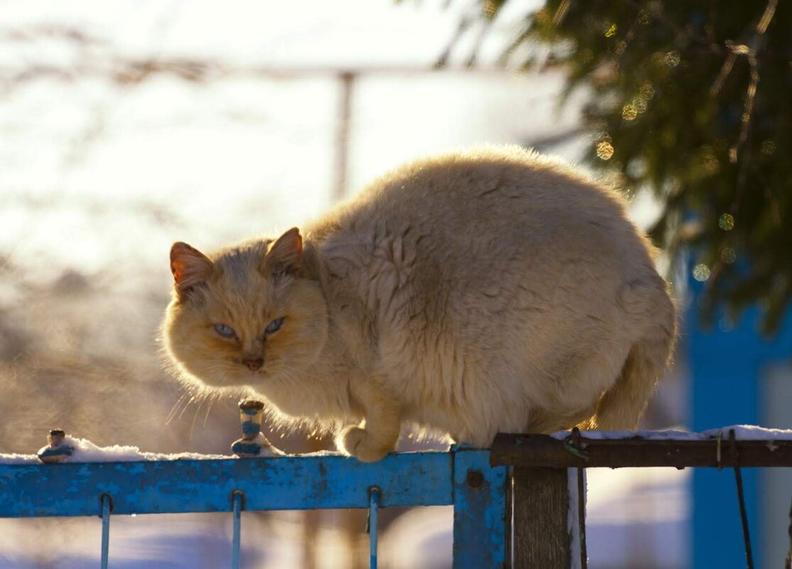 Бывалый - Олег Денисов