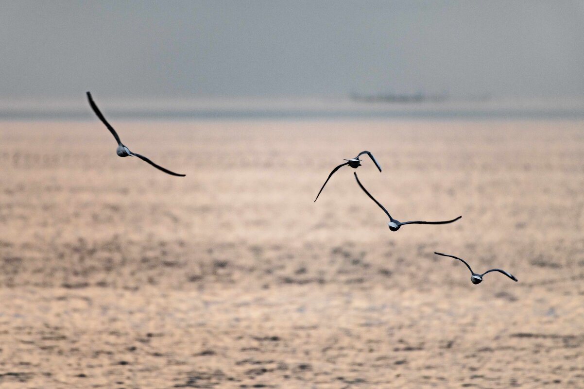 Группа чаек - Константин Бобинский
