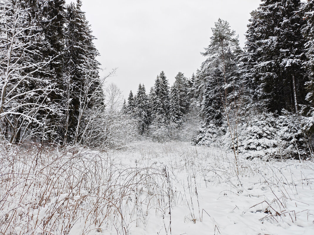 Зимний лес - Денис Бочкарёв