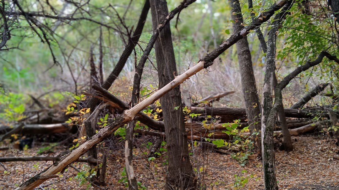 за городом - Елена Шаламова