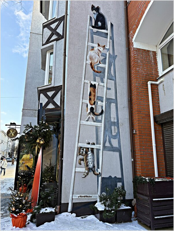 Зеленоградские коты. - Валерия Комова