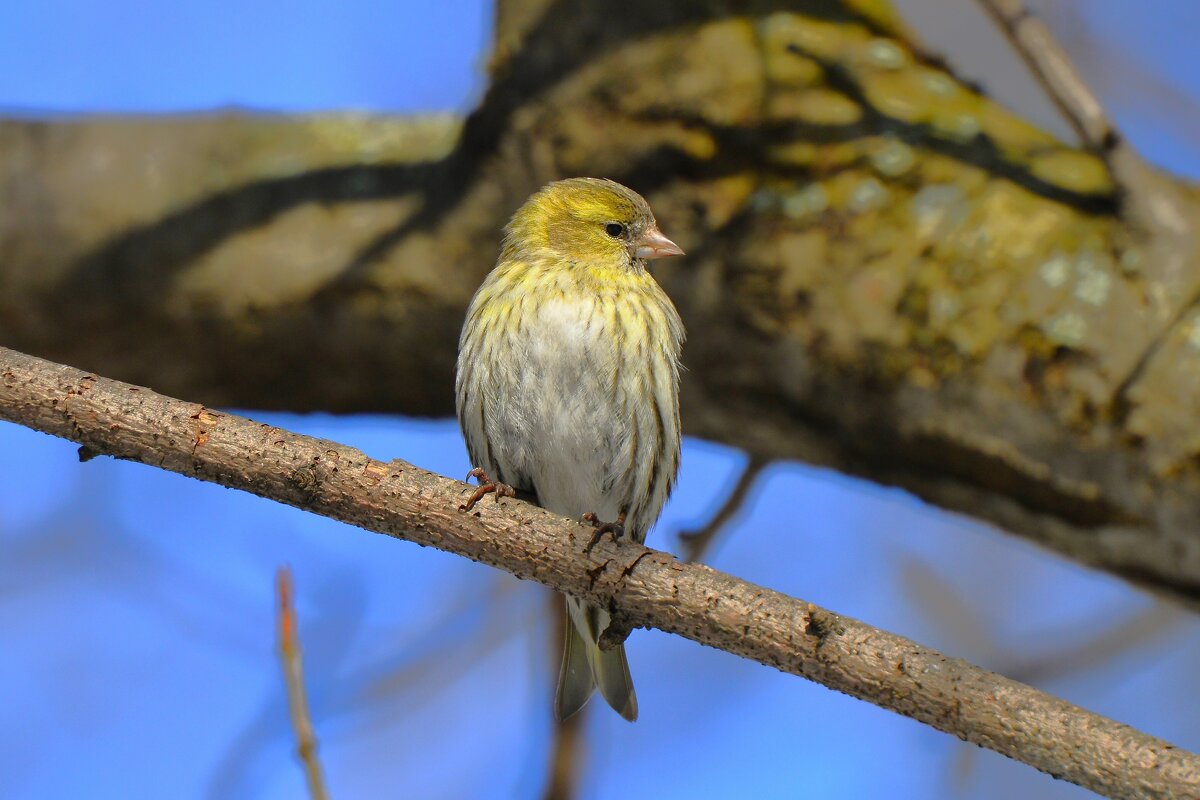 Чиж самочка - Константин Анисимов