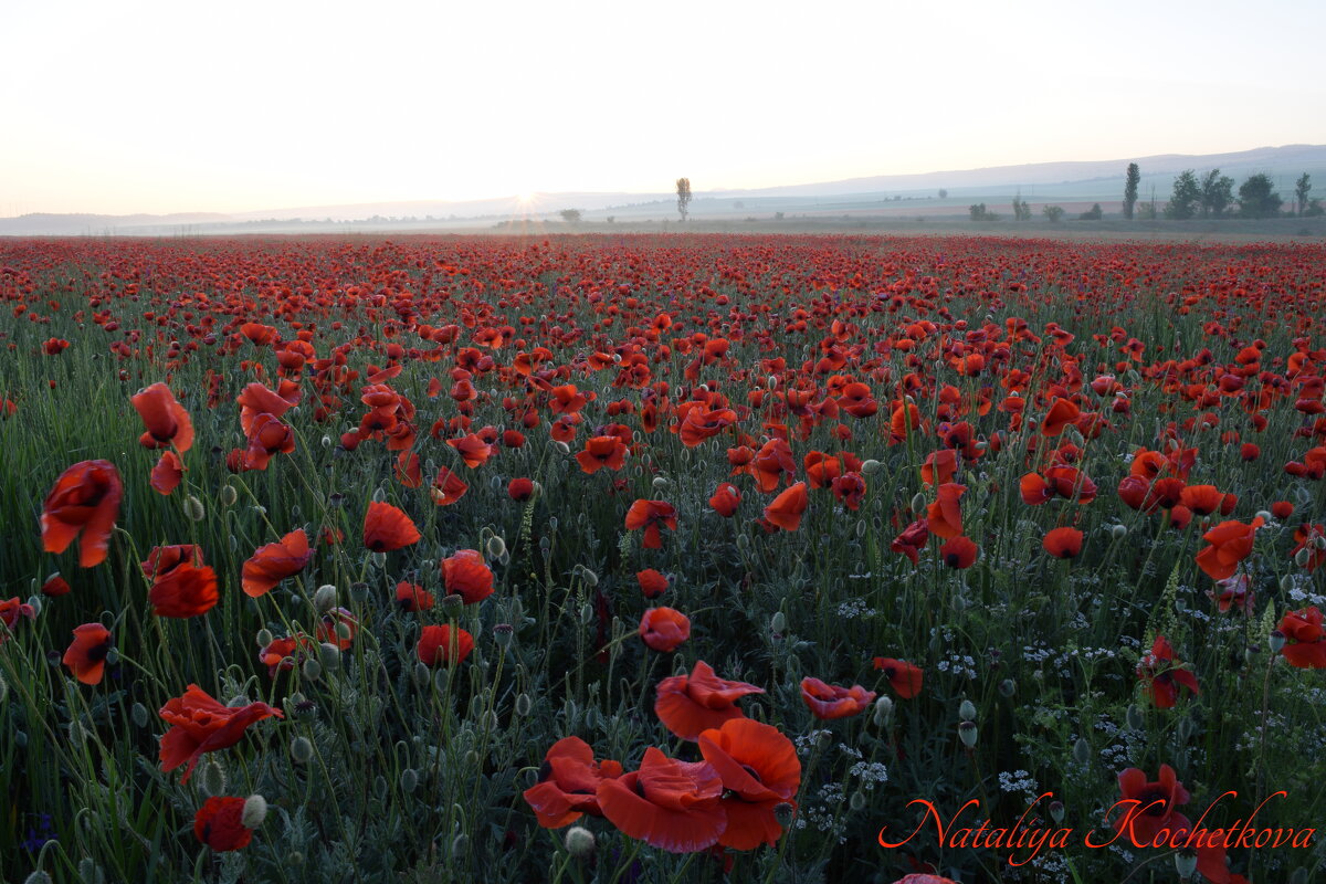 Природа Крыма - Amazing Cosmea