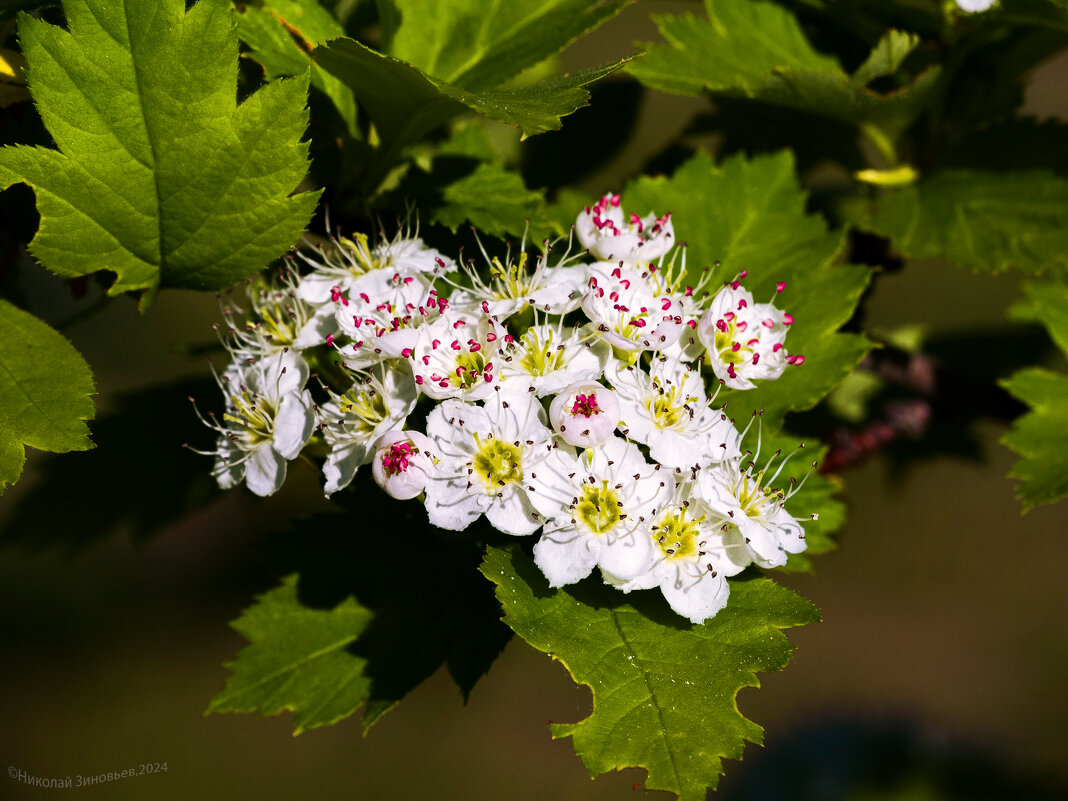 Цветение боярышника - Николай Зиновьев