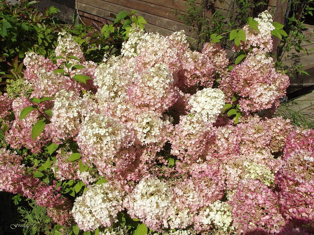 Гортензия - Freddy 97