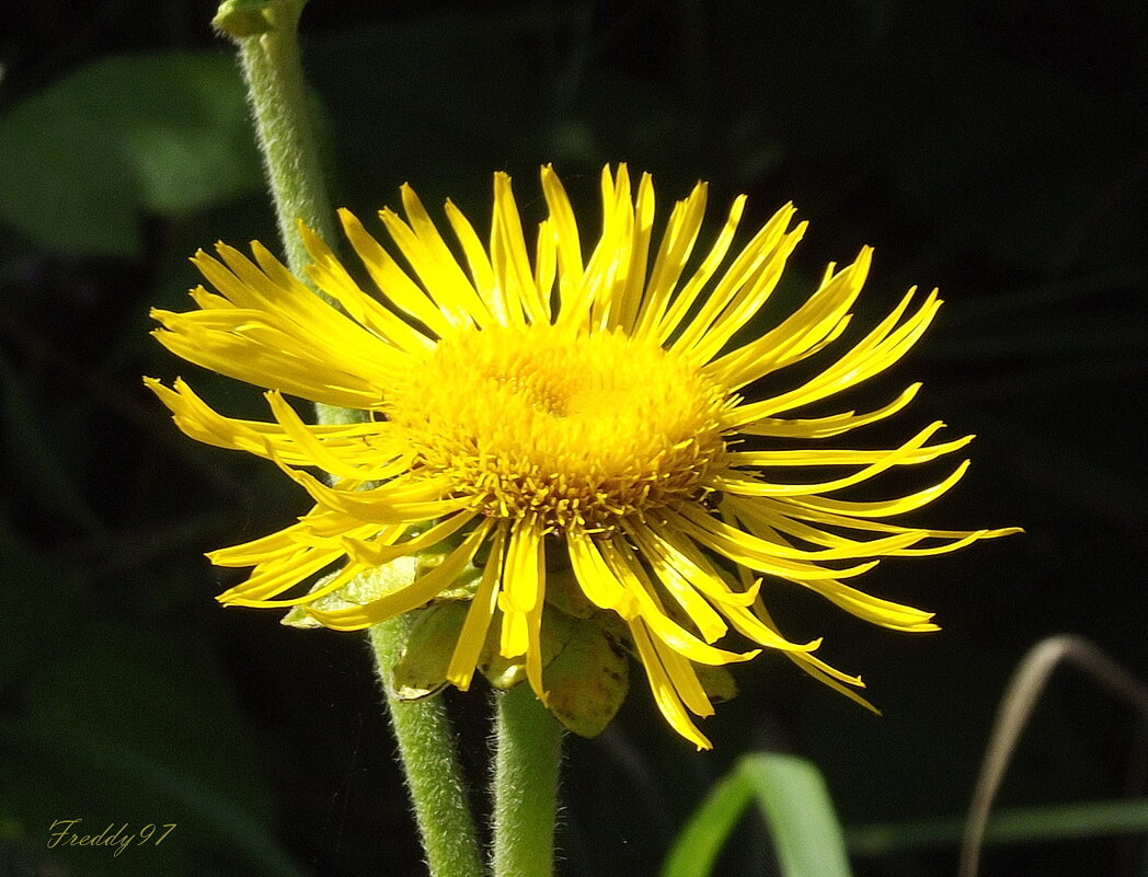 Девясил - Freddy 97