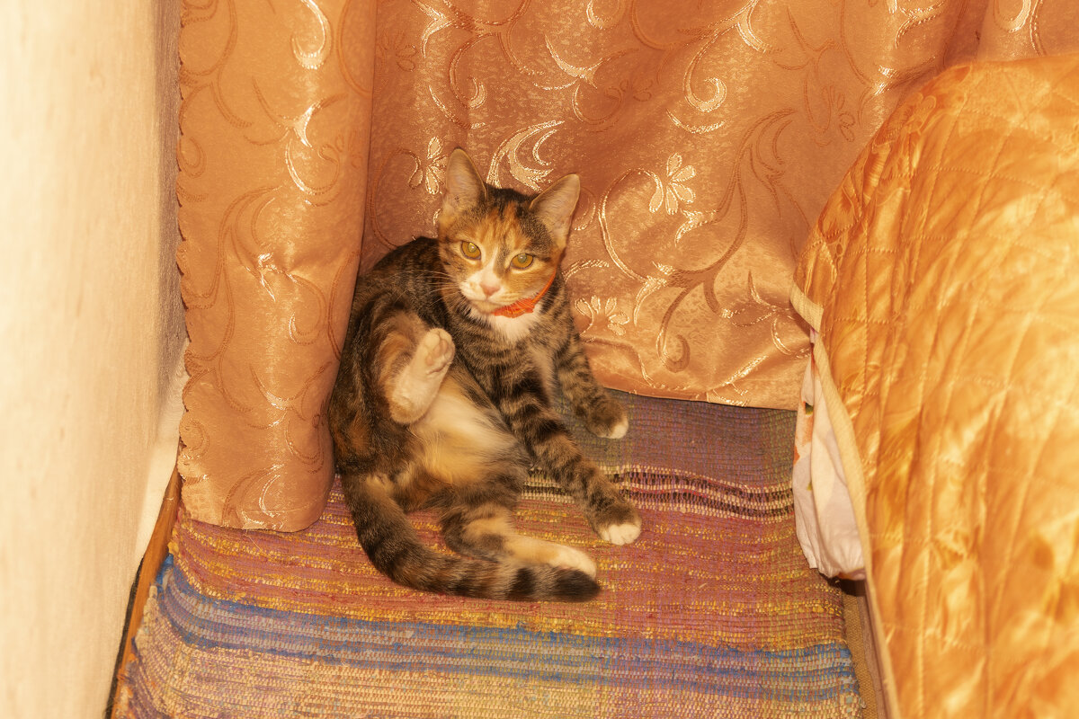 Домашняя кошка - Александр Буторин