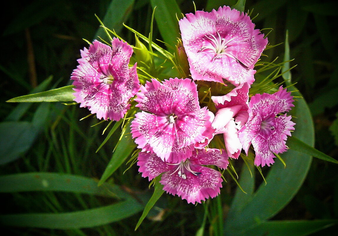 Созвездие... - Александр Герасенков