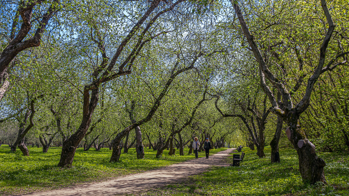 Яблоневый сад в Коломенском - Aleksey Afonin