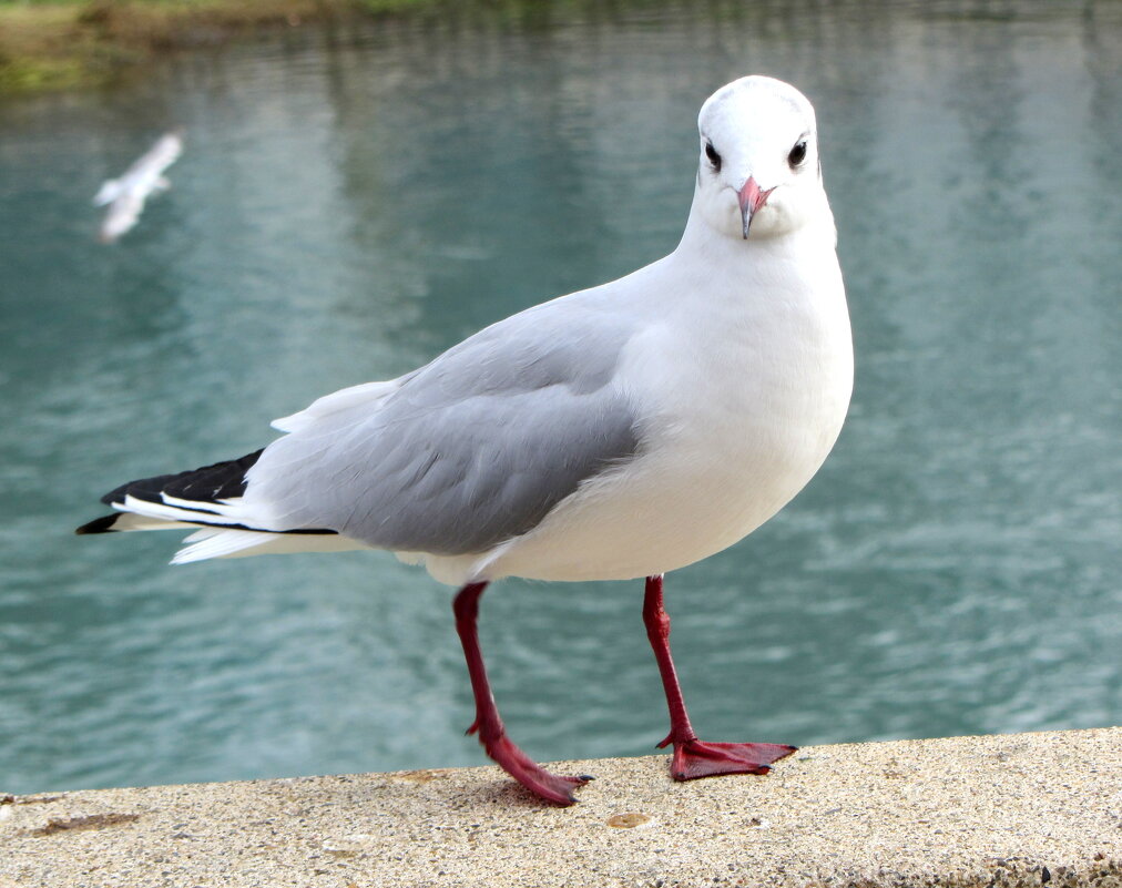 Чайка - Валерий 