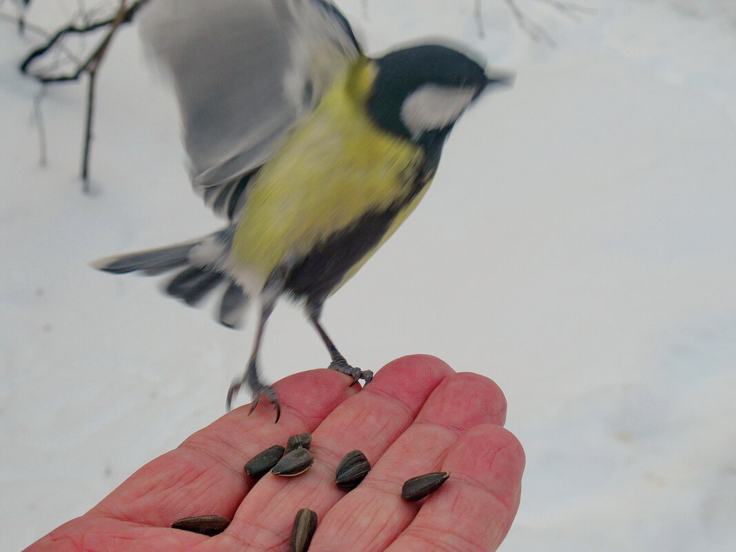 Вот взмахну крылом! - Александр Чеботарь