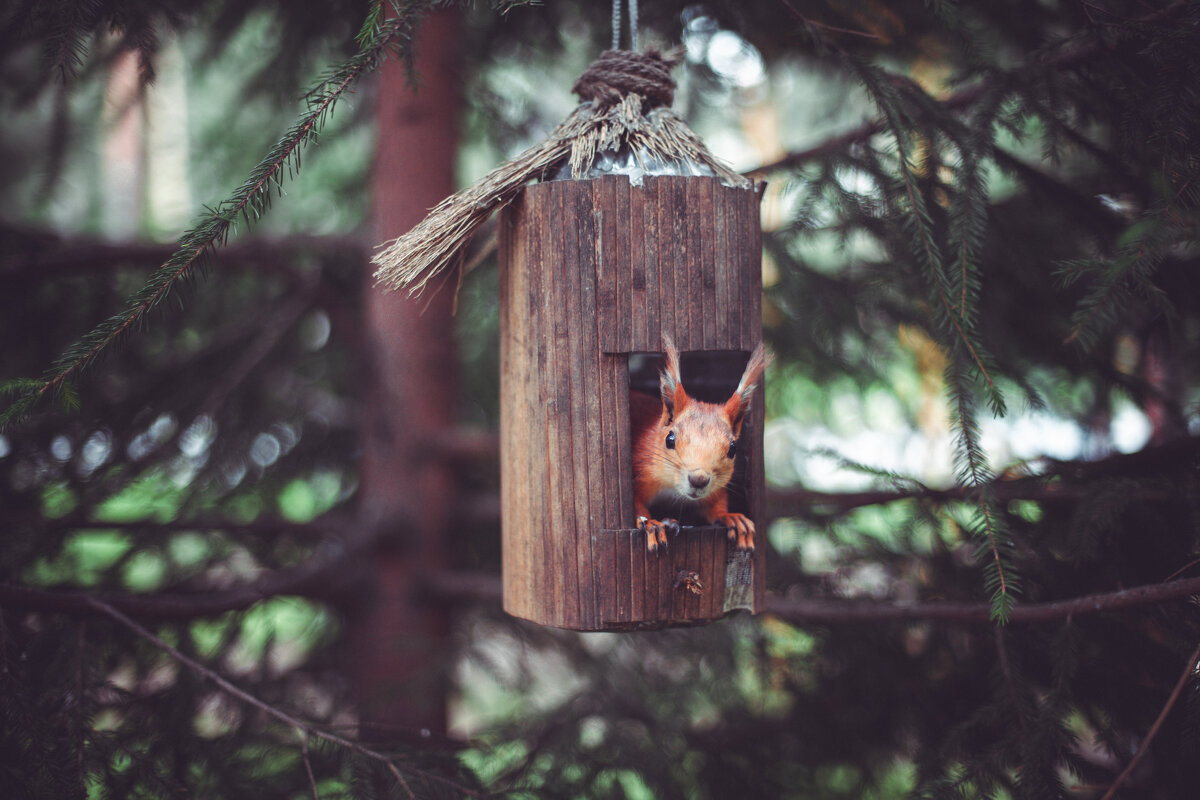 белка в кормушке - Антон Лихач