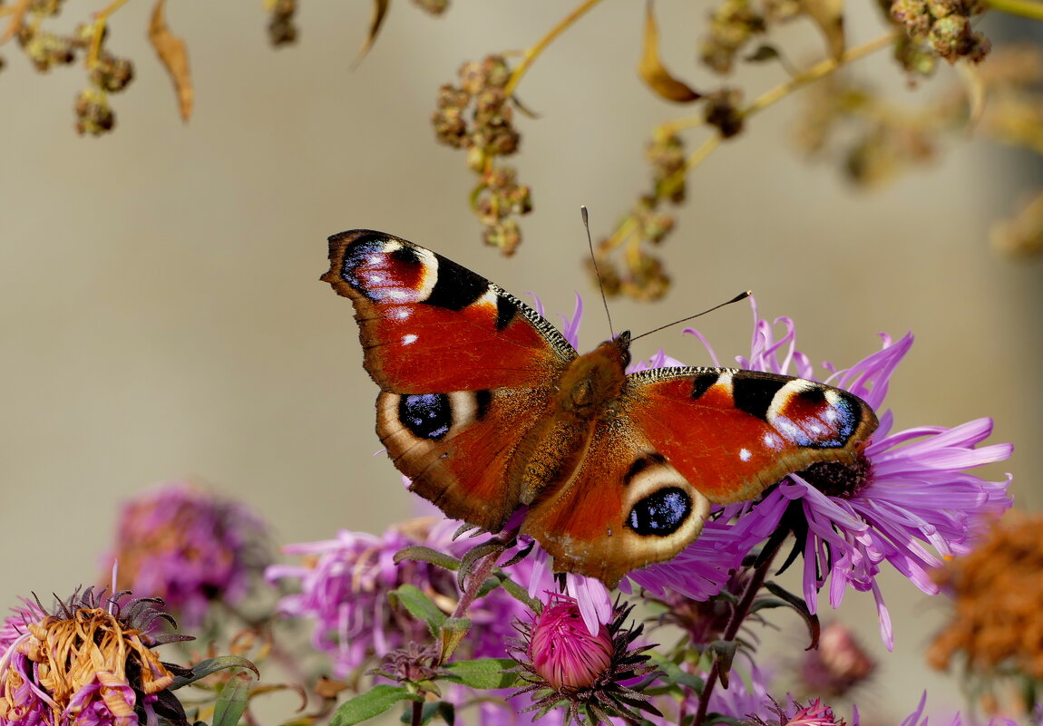 опять про бабочек...525 - Александр Прокудин