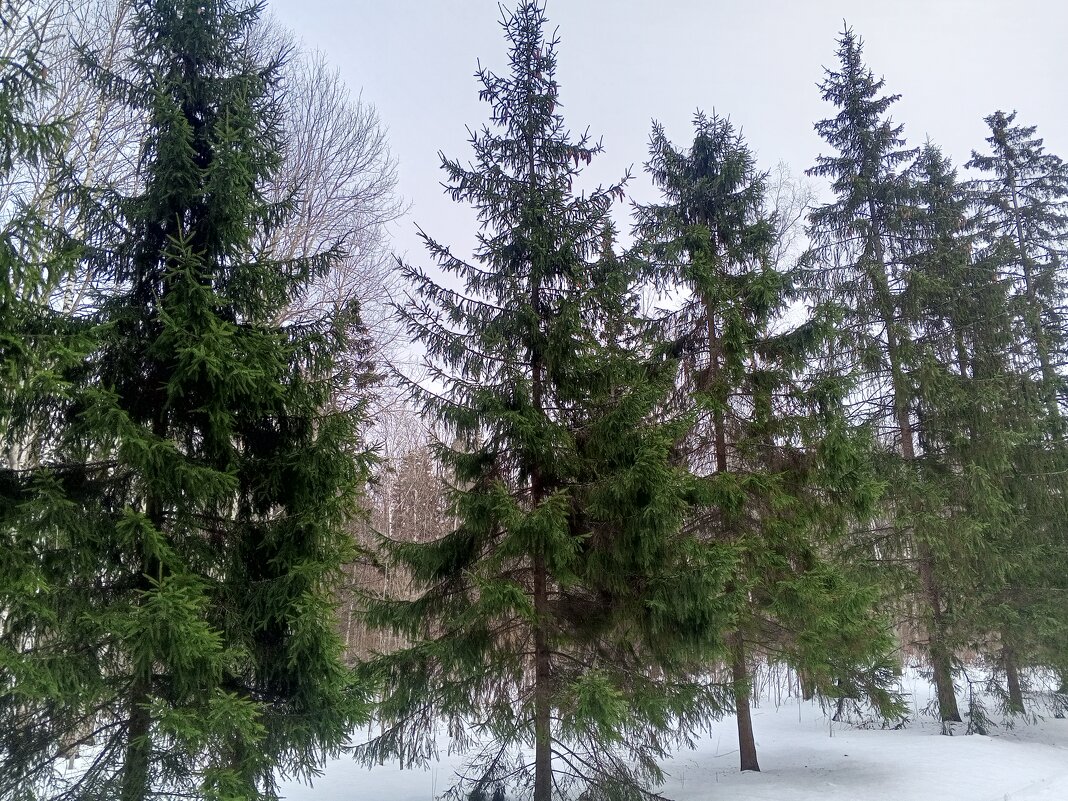 Зима - Сапсан 