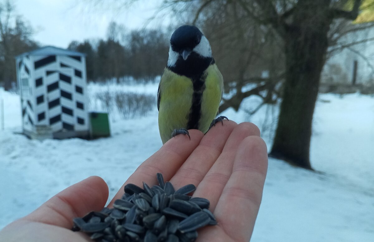 Синица - Сапсан 