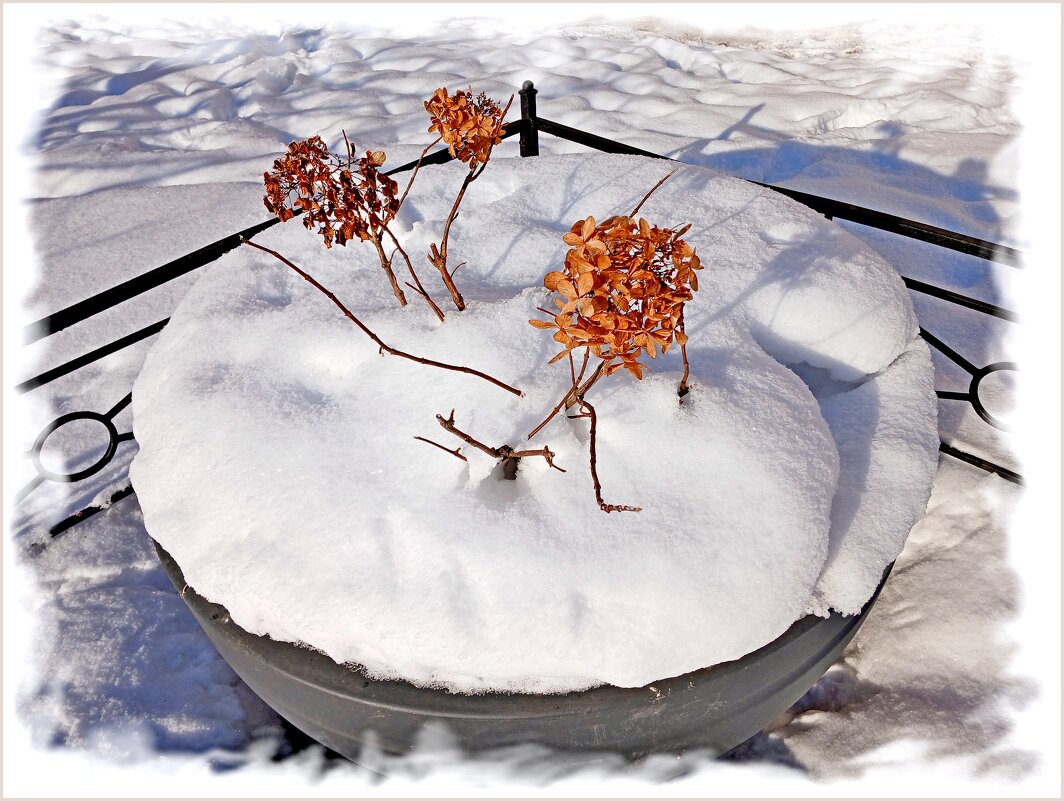 Цветы февраля - 2 - Лия ☼