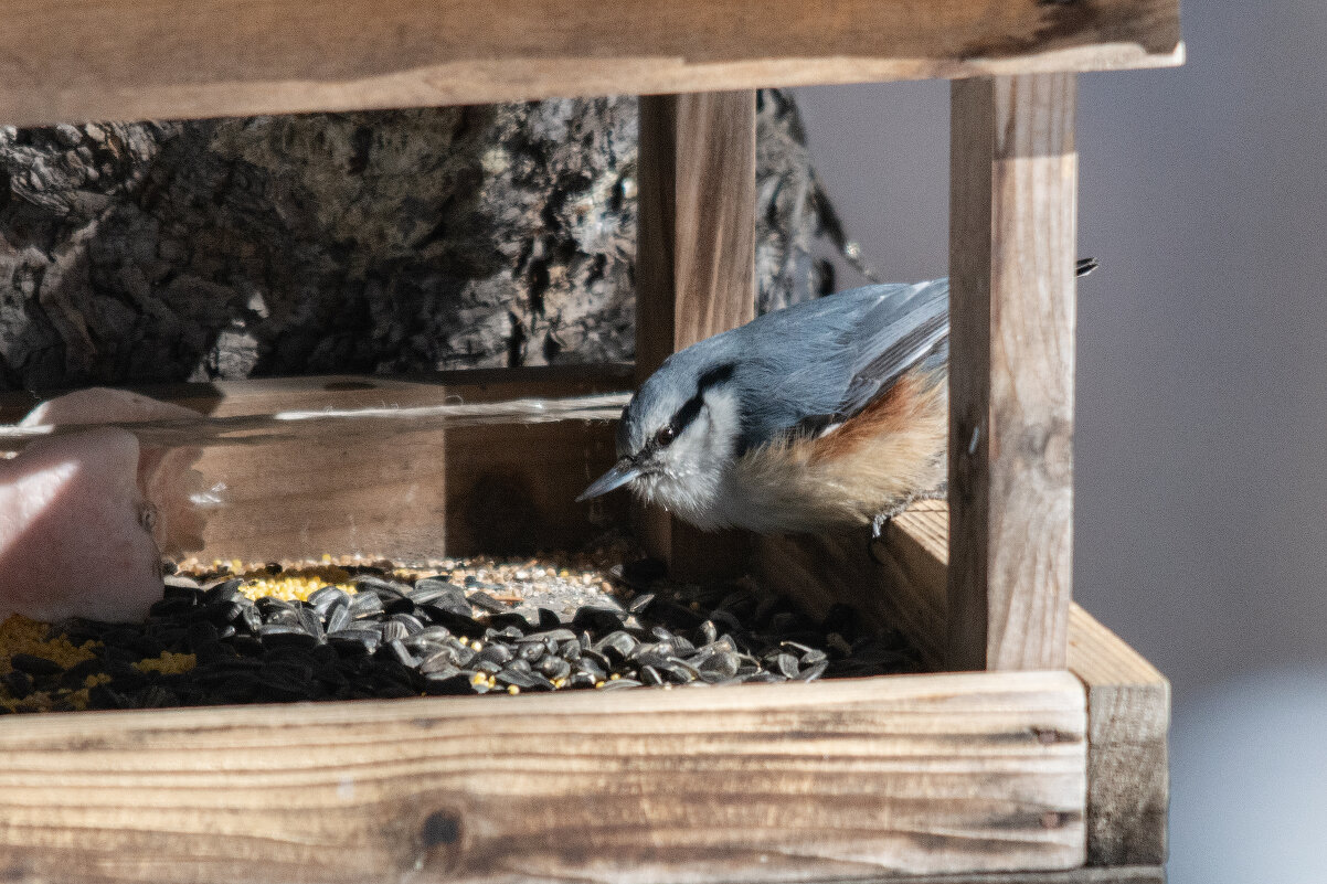 Поползень - Виктор Иванович Чернюк
