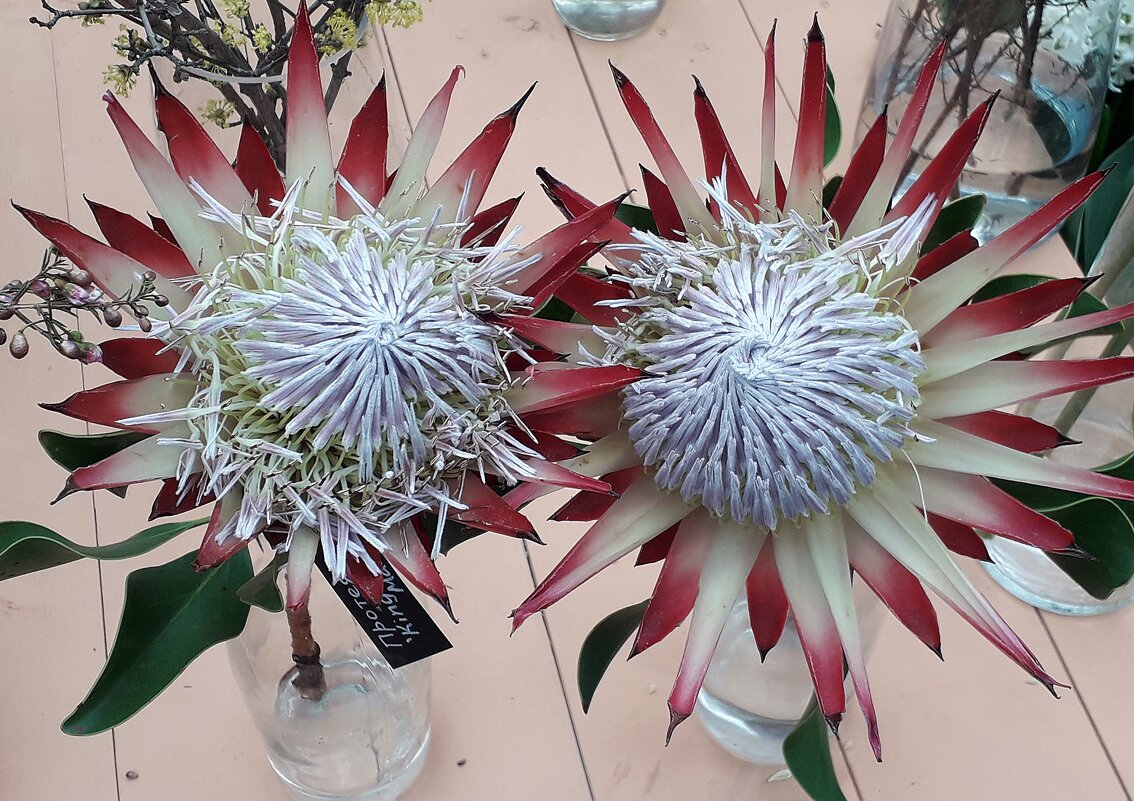 Репетиция весны 2026 в Аптекарском огороде - Лидия Бусурина