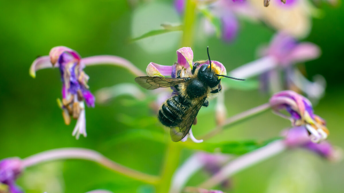 Лето. Макро. - Владимир Лазарев
