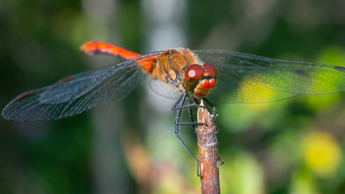 Лето. Макро. - Владимир Лазарев