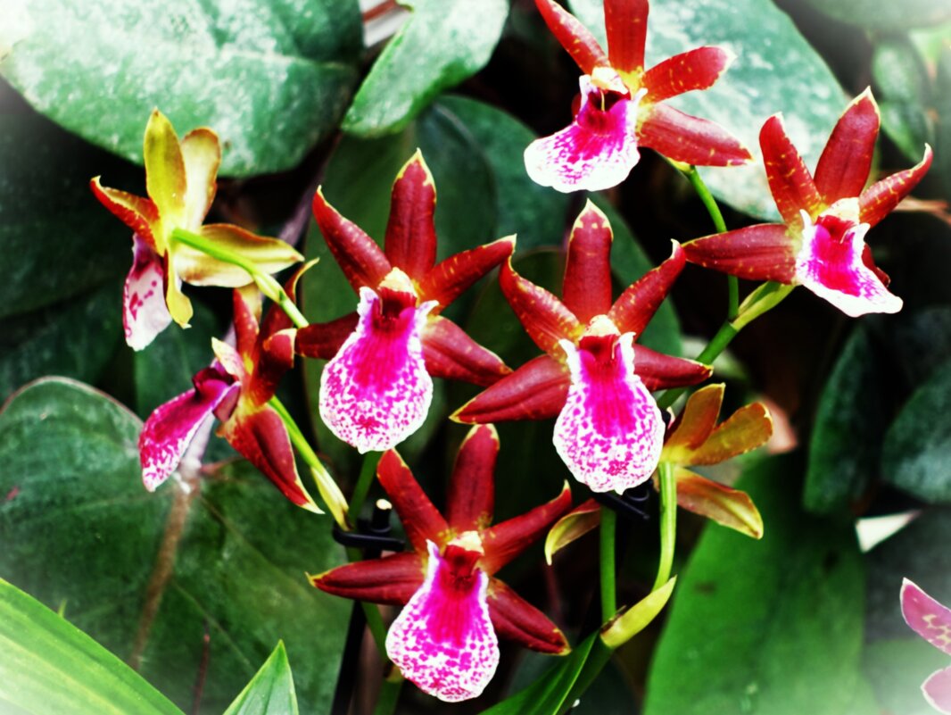 Небольшие орхидеи в красивых фартучках.. - Aida10 