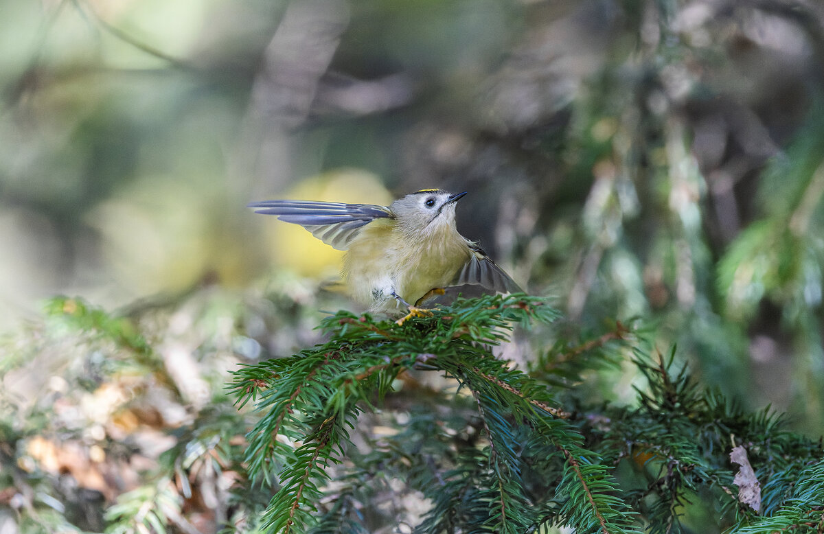 желтоголовый королек - юрий макаров