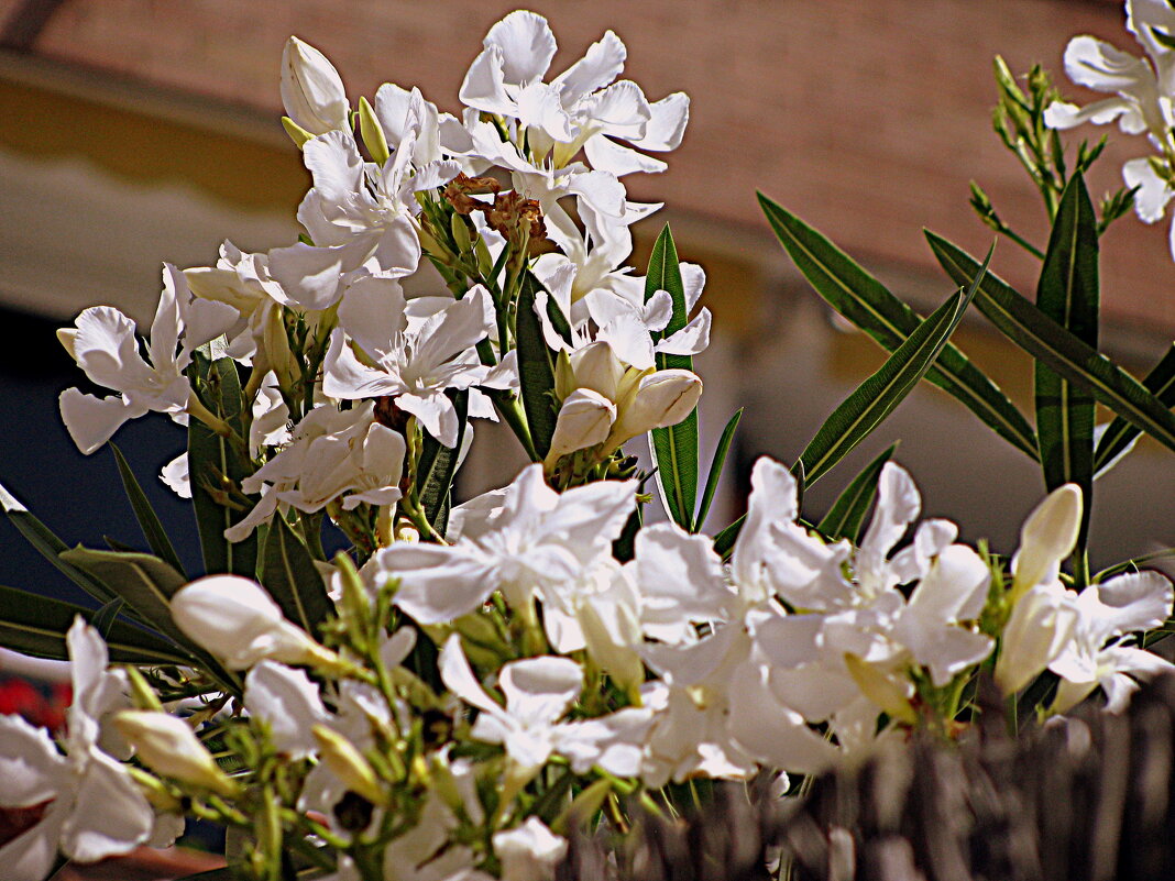 Сады Барселоны. - Владимир Драгунский