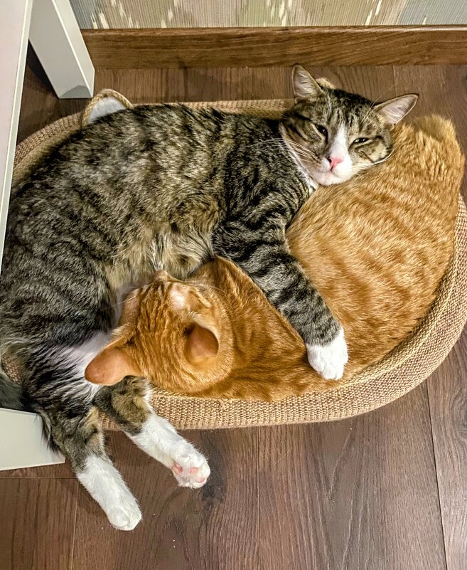 Сладкая парочка - Лариса С.