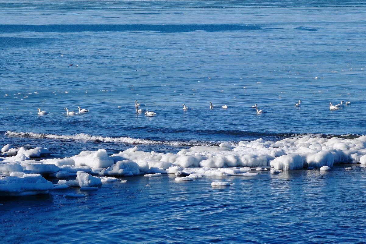 Лебеди, февраль, Балтийское море, Калининградская область - Рита Симонова