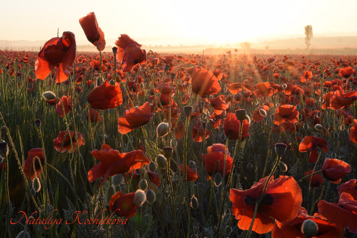 Природа Крыма - Изумительная Космея