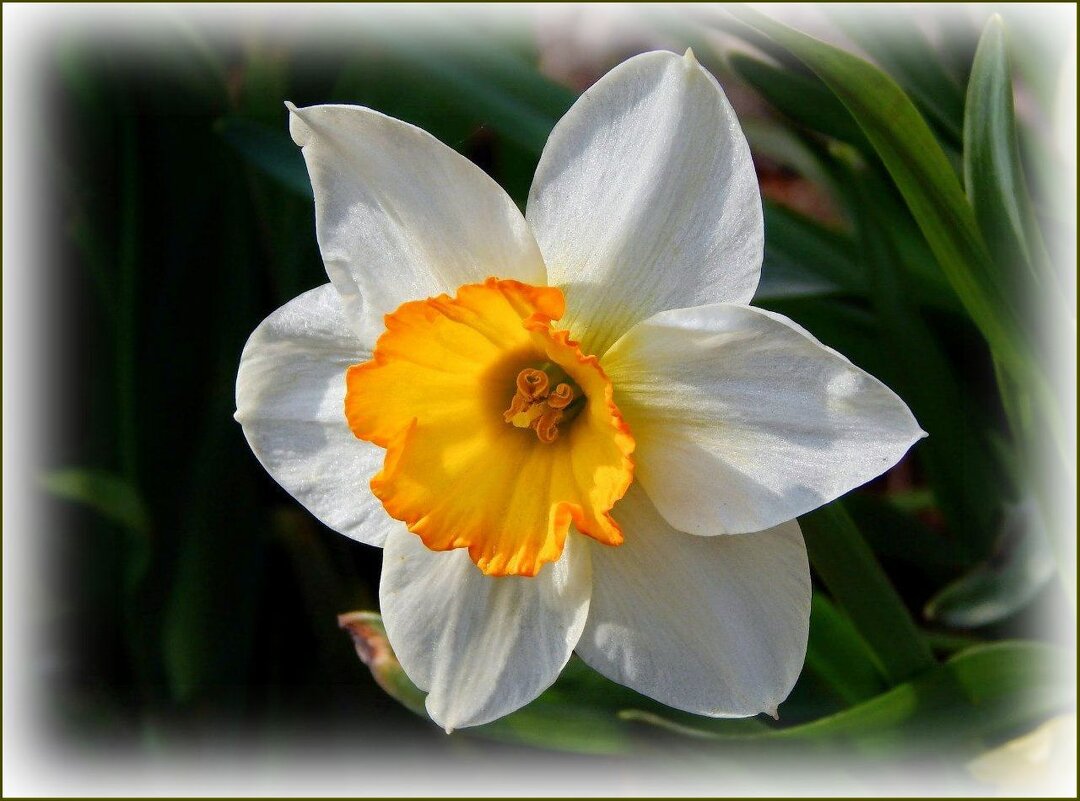 Весенний нарцисс ... - Валентина Надсон