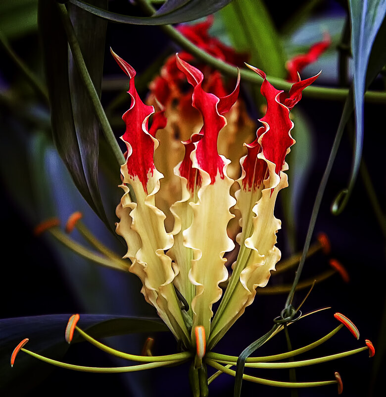 Глориоза - Андроник Александр 