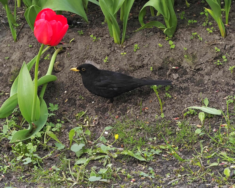 Любитель тюльпанов - Магомед .