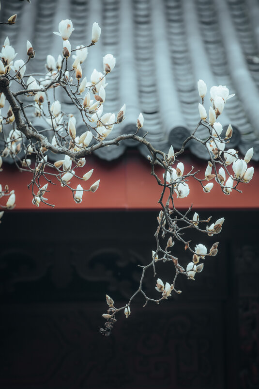 Начало цветения магнолии - Дмитрий 