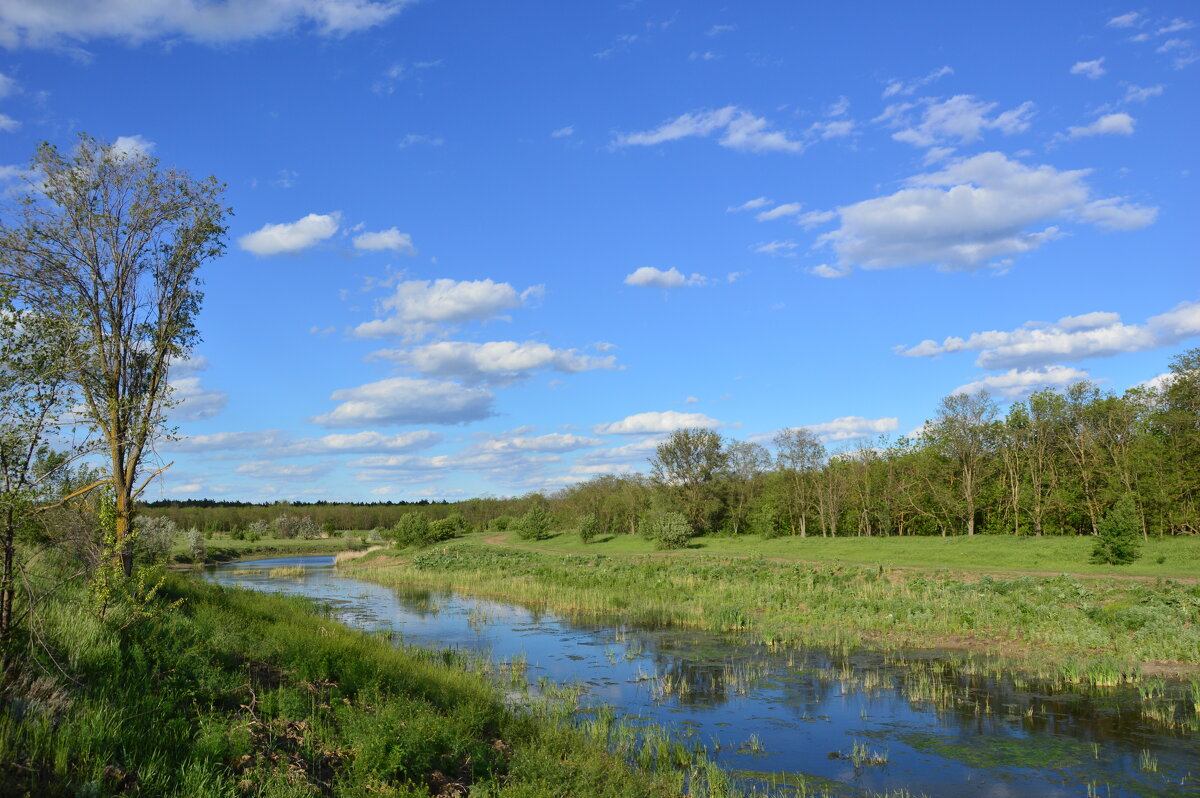 Местная река. - Виктор 