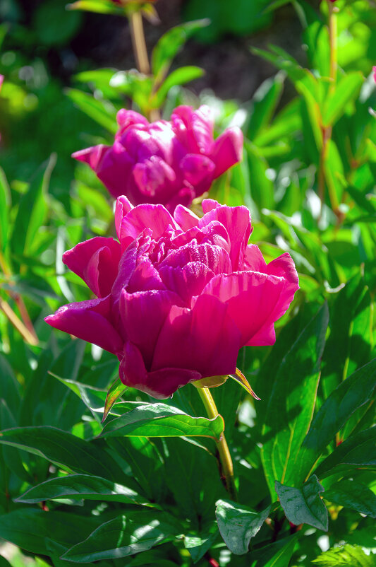 Всех фотографинь с наступающим праздником! - Александр Силинский