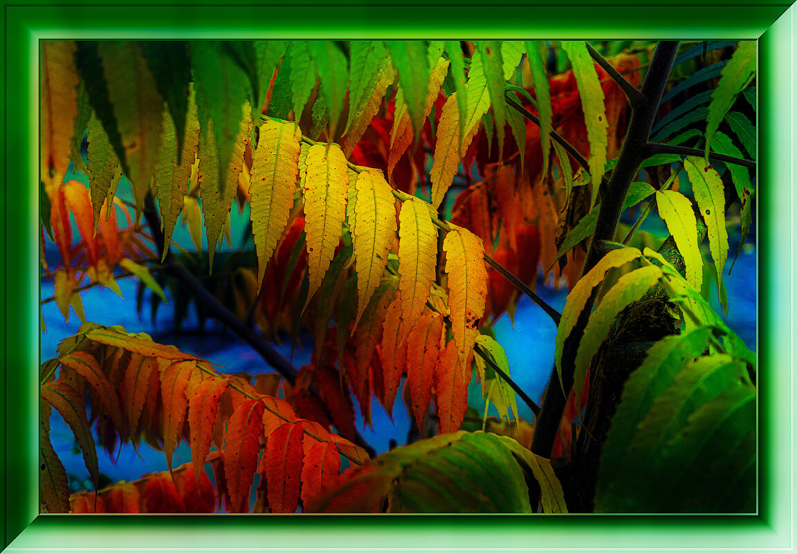 СУМАХ - Владимир Кроливец