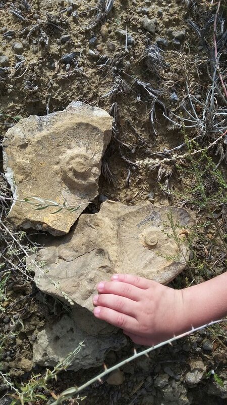 раньше здесь была жизнь - Ольга Косачова